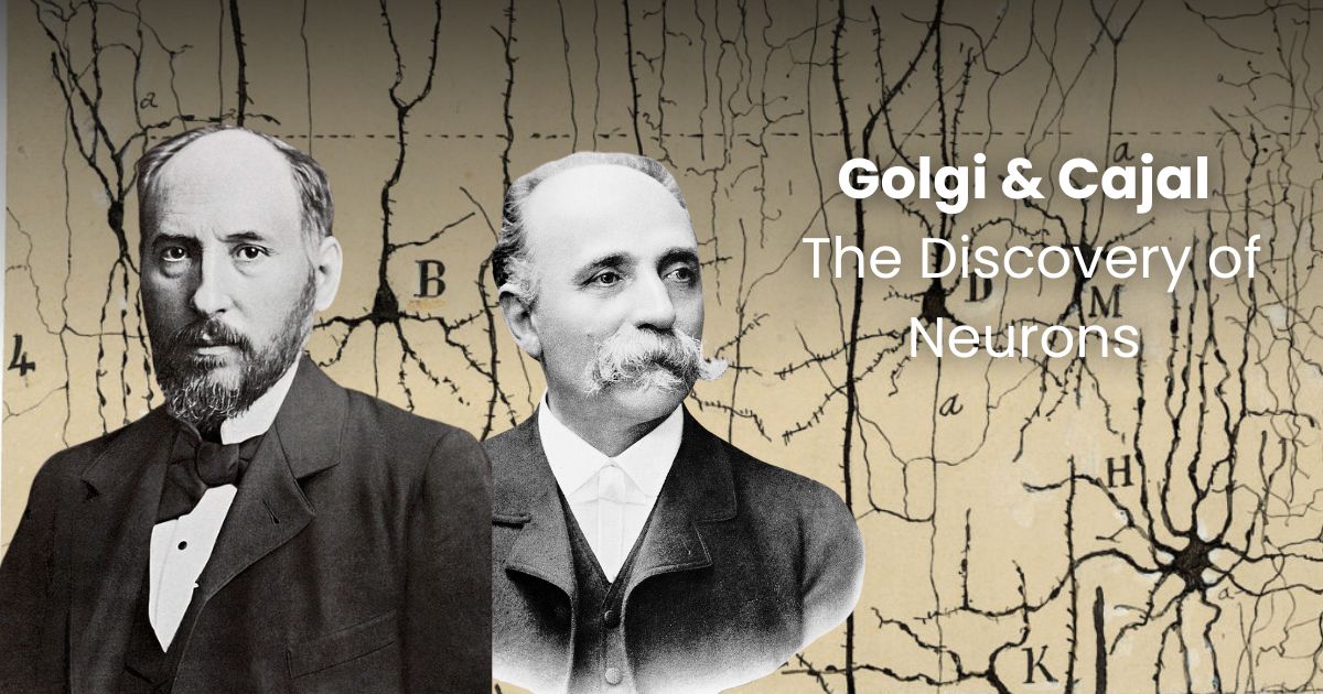 The Story of the Discovery of Neurons – Atoms to Astronauts
