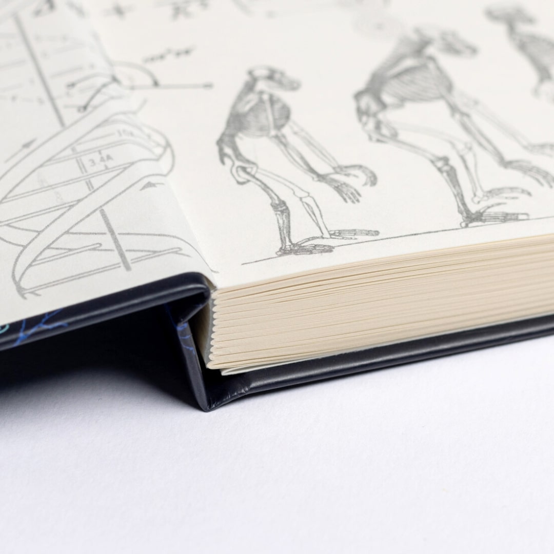 Paleontology Sketchbook: Vintage Paleontology Fossil Print Included